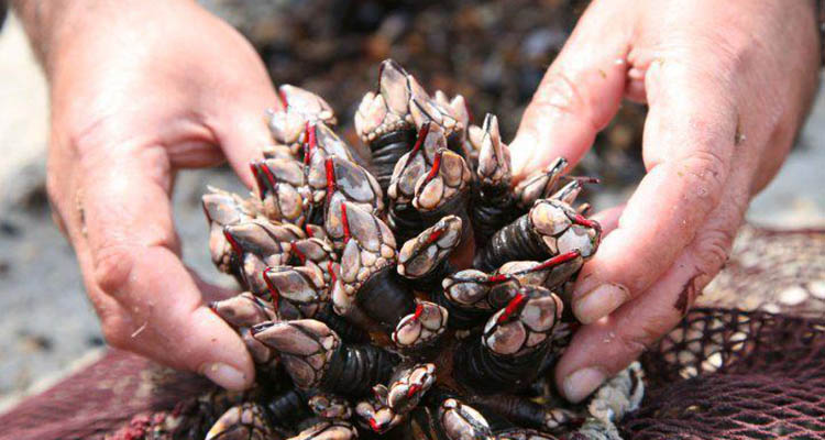 percebes
